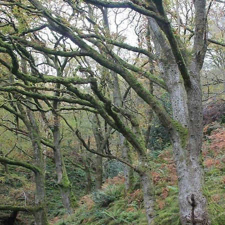 Relaxing Pet Friendly 2-Bed Cottage In Rhandirmwyn Llandovery Kültér fotó